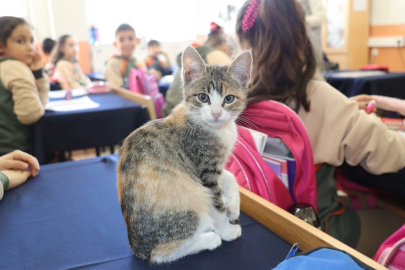 Amasya'da kedi 'Karamel' sınıfın parçası haline geldi